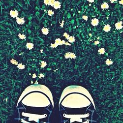 Yellow flowers blooming on field