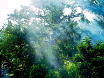 Low angle view of sunlight streaming through trees in forest
