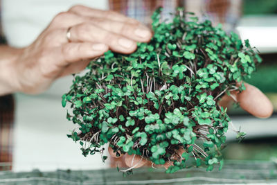 Close-up of hand holding leaves