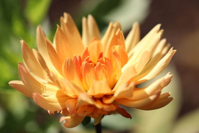 Close-up of flower against blurred background