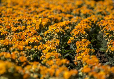 Close-up of yellow flowering plants on field