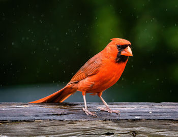 Close-up of bird perching on wood