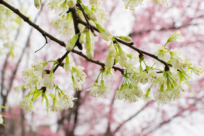 Close-up of pink cherry blossoms in spring