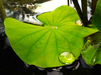 High angle view of green leaves