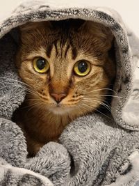 Close-up portrait of cat