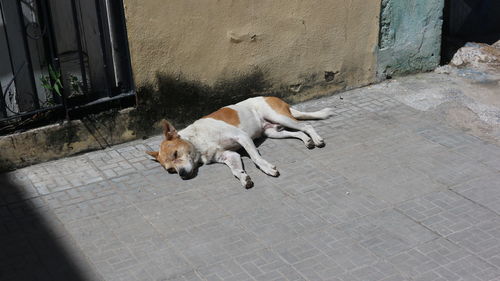 Dog in havana, cuba