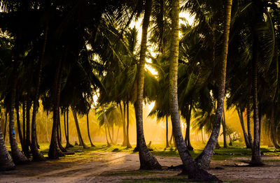 Scenic view of palm trees growing in forest during sunset