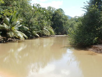 Scenic view of palm trees against sky