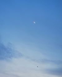 Low angle view of bird flying in sky