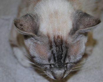 Close-up of cat sleeping