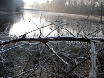 Close-up of snow covered bare trees