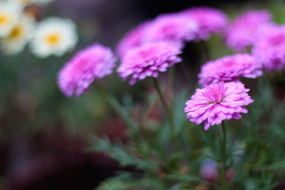 Close-up of pink flowers