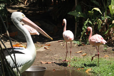 View of birds in lake