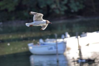 Close-up of seagull flying over water