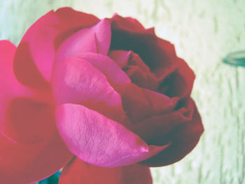 Close-up of pink rose