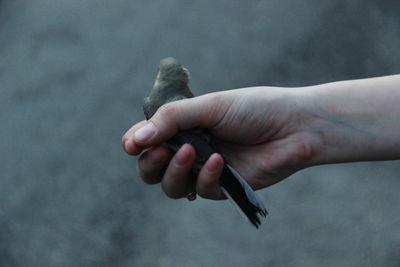 Cropped hand holding bird