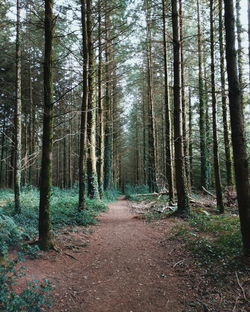 Footpath amidst trees in forest