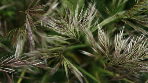 Close-up of pine cones on field