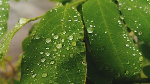 Close-up of wet leaf