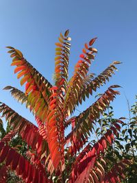 Low angle view of flowering plant against clear blue sky