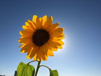 Low angle view of sunflower against clear sky