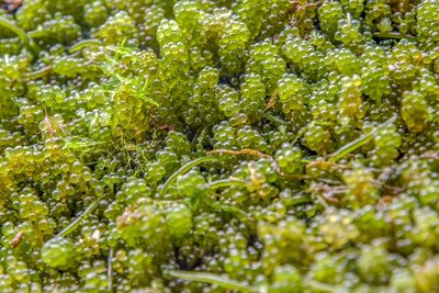 Full frame shot of fresh plants with water drops