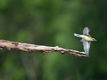 Bird flying over a branch