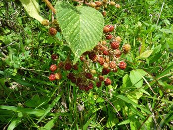 Close-up of red berries