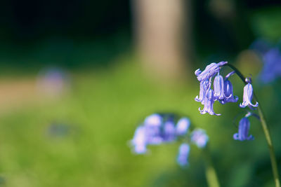 Close-up of purple flowering plant