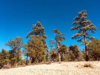 Trees on field against clear blue sky