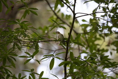 Bird perching on a tree