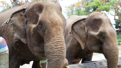 Close up of elephants in elephant care sanctuary, mae tang, chiang mai province, thailand.