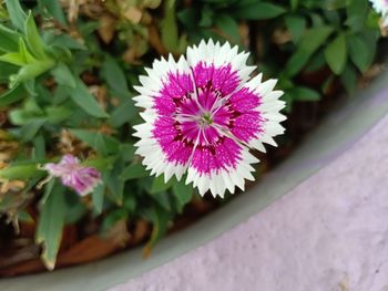 High angle view of pink flowering plant