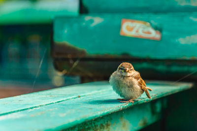 Close-up of bird perching on table