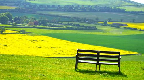 Empty bench on grassy field