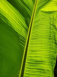 Full frame shot of plantain leaf