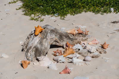 High angle view of crab on sand