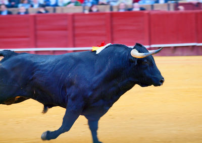 Bull running on land in bullring