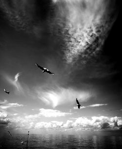 Low angle view of seagulls flying over sea