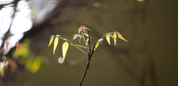 Close-up of plant