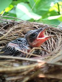 Close-up of bird