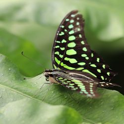 Close-up of butterfly on leaf