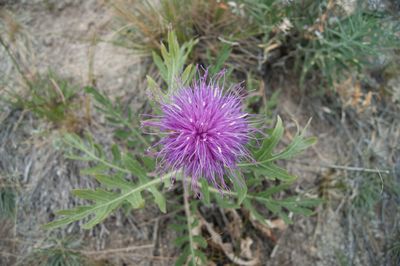 High angle view of purple thistle blooming on field