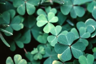 Green background with three-leaved shamrocks. st. patrick's day holiday symbol.