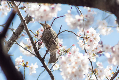 Low angle view of bird perching on cherry blossoms