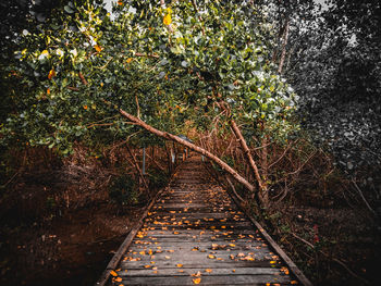 Footpath amidst trees in forest