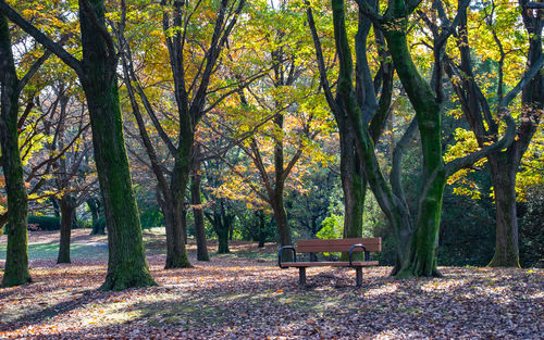 Empty bench in park during autumn