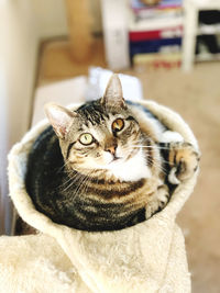 Close-up portrait of a cat at home