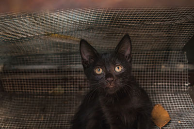 Close-up portrait of a cat