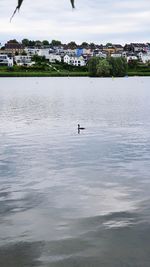 View of birds in river